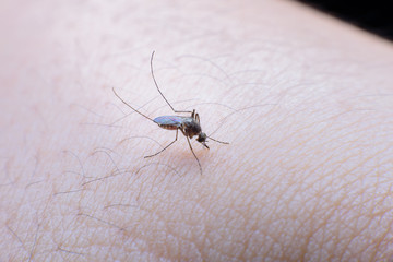 Mosquito on a human hand sucking blood
