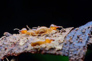 Close up termites on wood