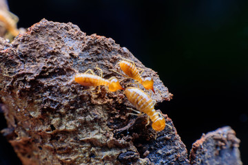 Close up termites on wood
