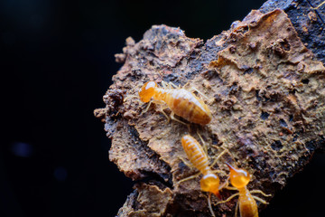 Close up termites on wood
