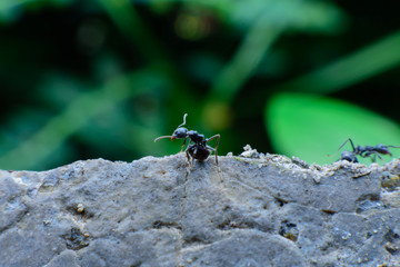 black ants on cement