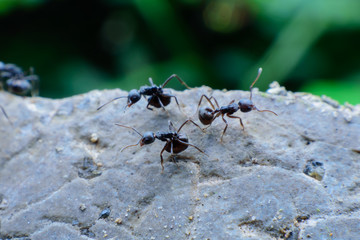 black ants on cement