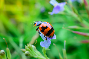 Ladybug on flower
