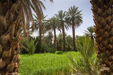 Oasis Tarhjijt / Taghjijt, Morocco