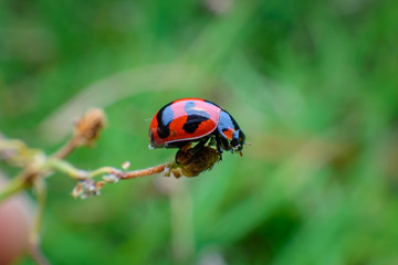 ladybug on dry flower