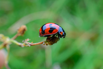 ladybug on dry flower