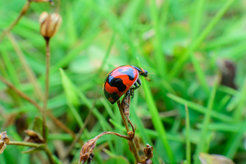 red ladybug on dry flower