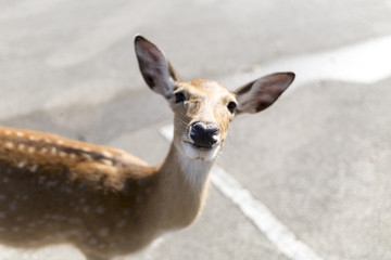 beautiful buck in car park of zoo in Chiangmai ,Thailand