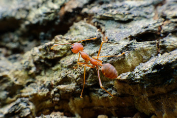 Small red ants on wood
