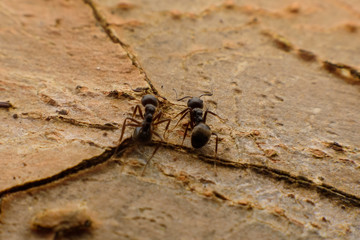 black ants on wood