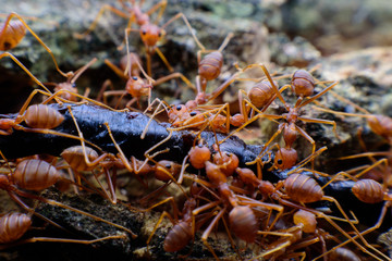 Small red ants on wood ,select focus