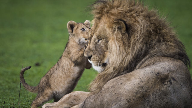 Male Lion And Cub