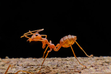  Small red ants on wood