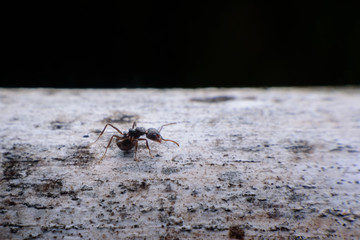 black ants on wood