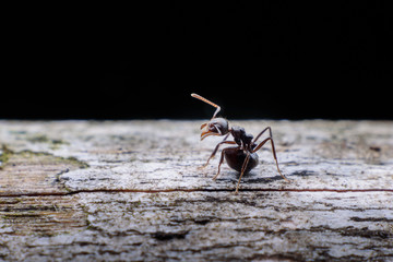 black ants on wood