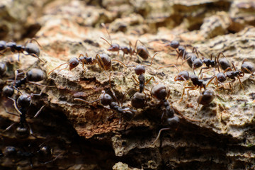 black ants on wood