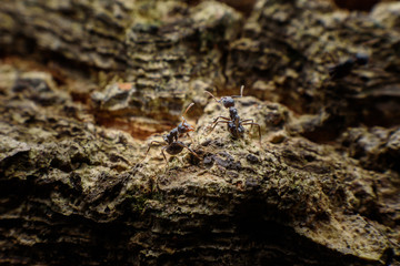 black ants on wood