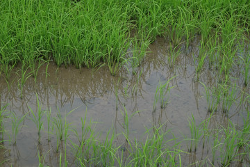 Rice field young green with blue sky, landscape picture in Thailand.