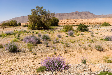 fkowers in Desert at Tarhjijt, Morocco