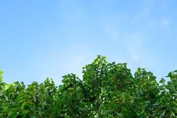 Beautiful trees top,tree