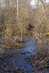 frozen swamp in the bush on wilderness