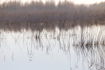 a lake with reeds at dawn in the autumn