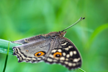 brown butterfly on leaves (peacock pansy)
