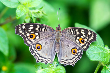Obraz premium brown butterfly on leaves (peacock pansy)
