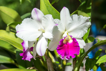 Orchids