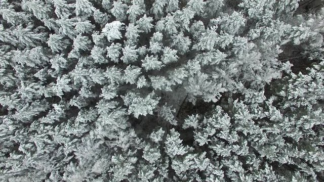 Aerial Vertical Of Woods In Winter