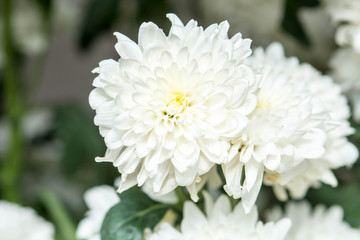 white chrysanthemum