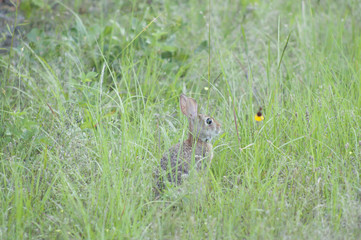 Cottontail Rabbit