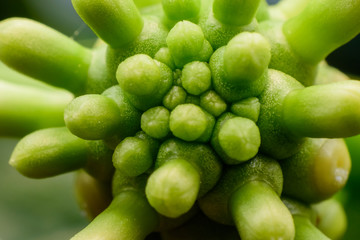 macro the carpel flower in garden