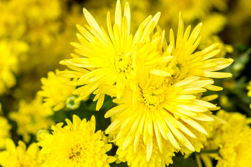 yellow flowers background