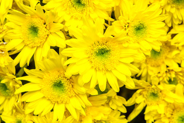 Fototapeta premium yellow flowers background