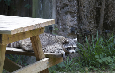 Raccoon