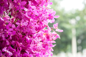 orchid flowers bunch on bokeh background