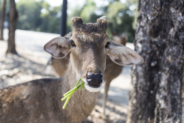 Fototapeta na wymiar beautiful buck with cut horn eating vetgetable, grass or leaf fr