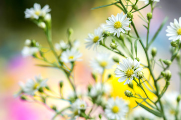 White Flower gypsophila on colorful background