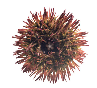 Red short - spined (variegated) sea urchin (Lytechinus variegatu