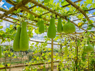 Wax gourd or winter melon or bottle gourd field