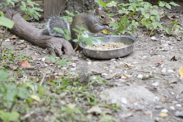 Squirrel