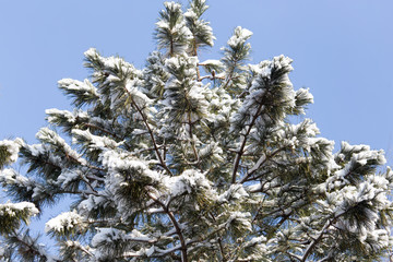 pine tree in the snow against the blue sky