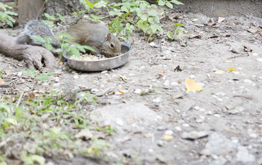Squirrel