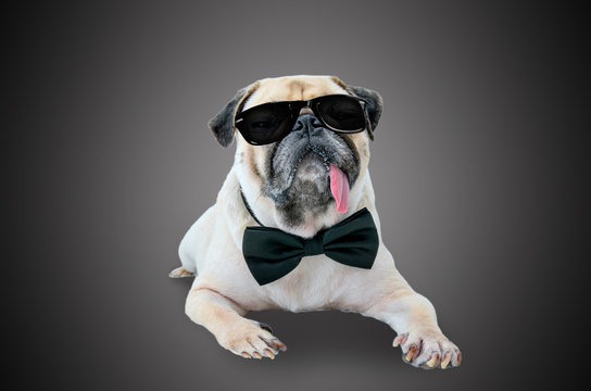 Smart detective cute pug dog with sunglasses and suit Bow Tie.