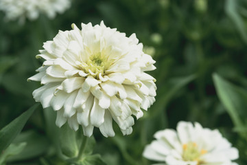 white Zinnia of green leaves.