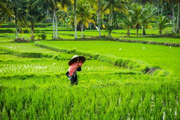 Scarecrow in the ricefields of Ubud