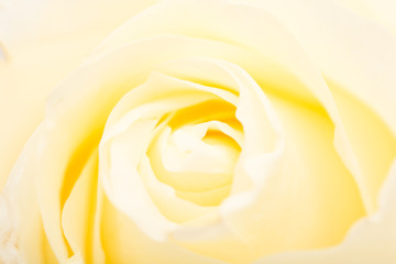 petals white rose as a background. macro
