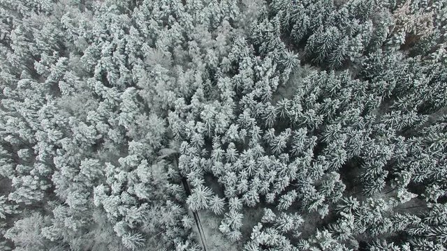 Aerial Flying Over Woods In Winter