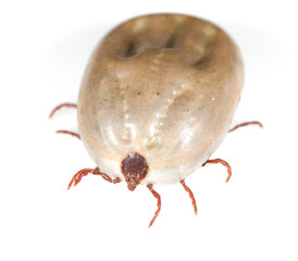 beetle mite on a white background